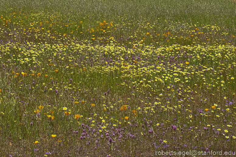 barkley field in spring